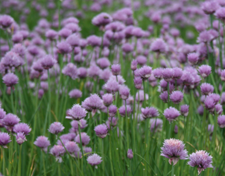 chives2